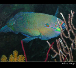 Just a quick snap of a Rusty Parrotfish, but I like the c... by Brian Mayes 